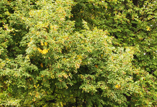 綠源能源環境科技集團有限公司